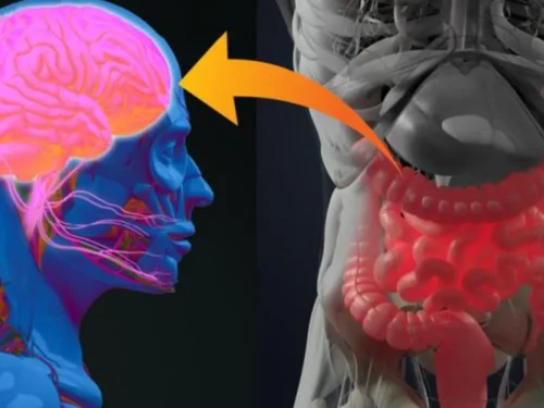 L’Asse Intestino-Cervello influisce anche sulla Tiroide