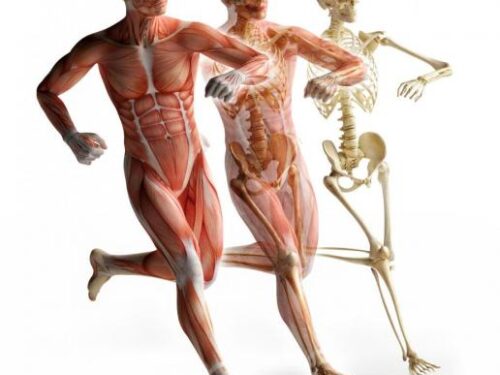Esercizio Fisico per fortificare le ossa ed evitare l’Osteoporosi