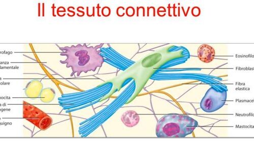 Tessuto connettivo promosso ad Organo, l’Interstizio  Vitamina C e Collagene