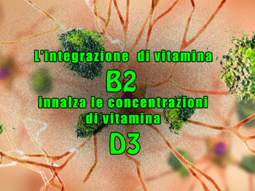 La riboflavina (Vit B2) protegge dalla neurotossicità innalzando le concentrazioni di vitamina D