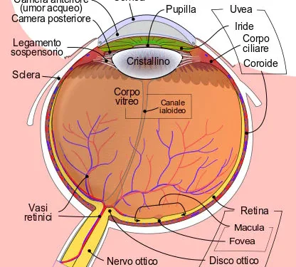 Degenerazione Maculare  Le vitamine che aiutano l’occhio
