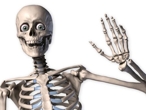 Osteoporosi. Il calcio non è l’unico minerale costituente delle ossa