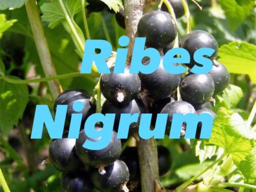 RIBES NIGRUM, l’Antinfiammatorio naturale