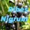RIBES NIGRUM, l'Antinfiammatorio naturale